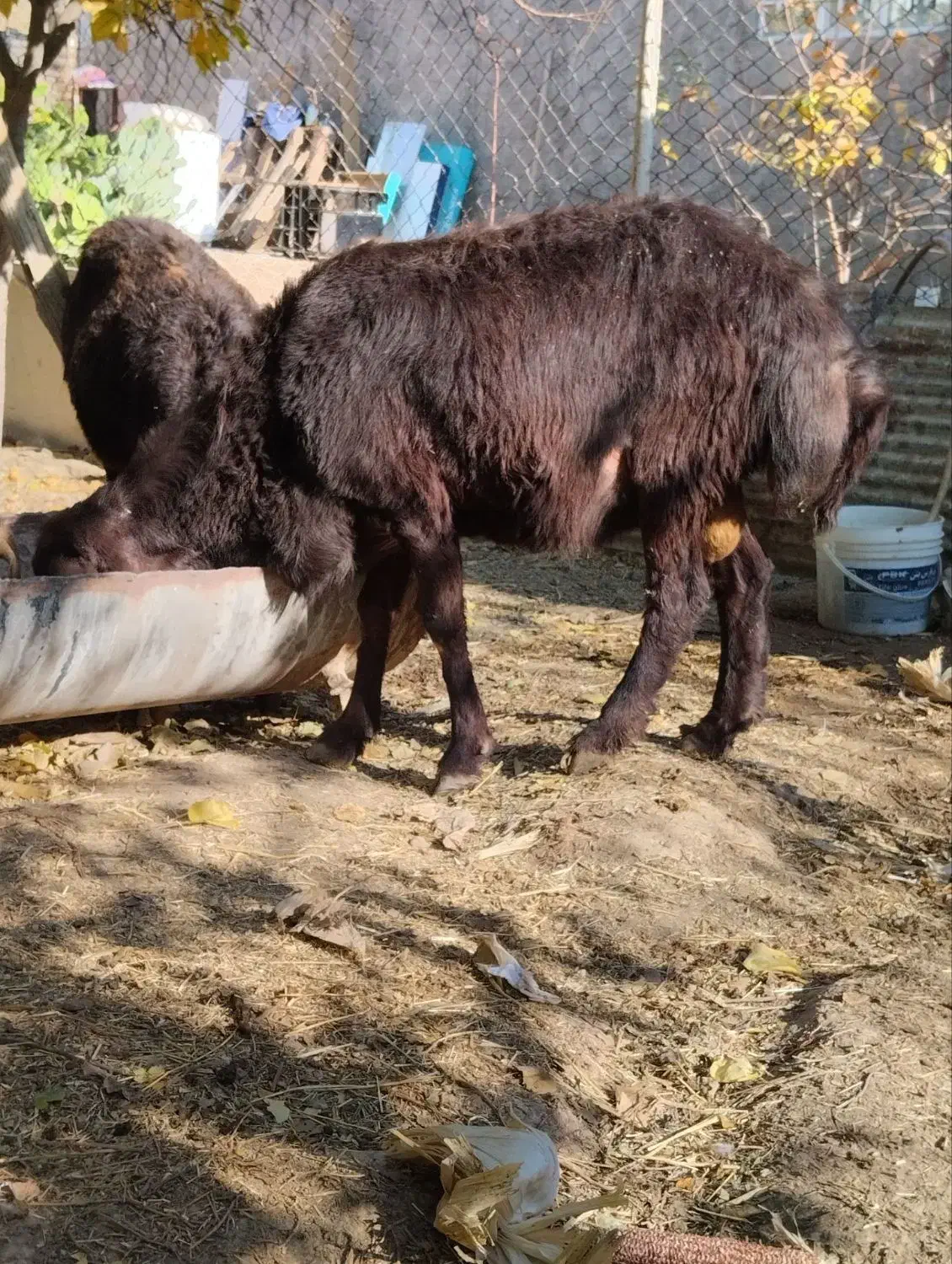 بره قوچ ، بز گوسفند|حیوانات مزرعه|آبیک, |دیوار