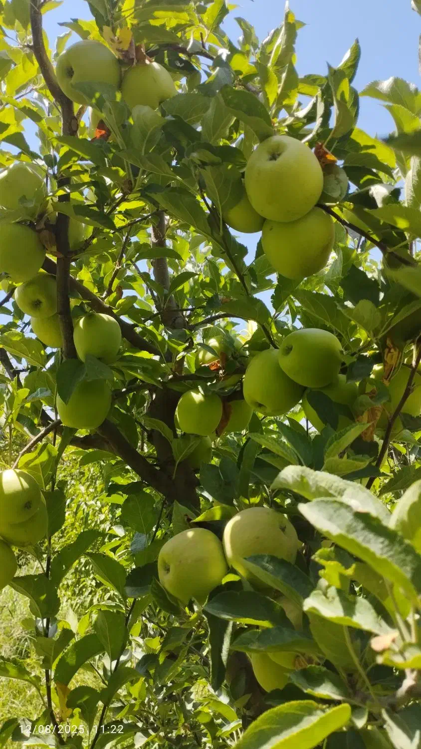 هرس|خدمات باغبانی و درختکاری|ارومیه, |دیوار