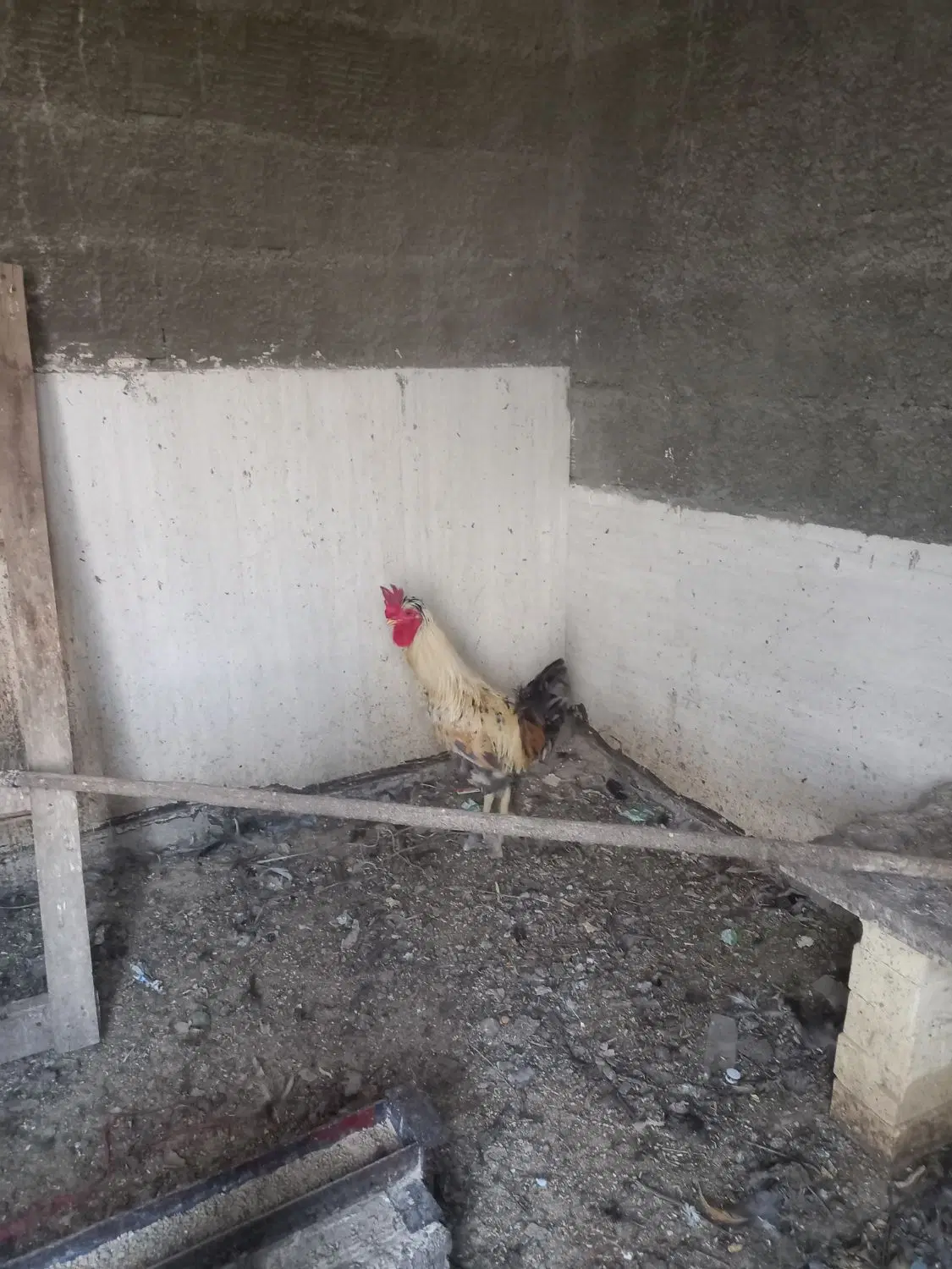 خروس|حیوانات مزرعه|اردکان, |دیوار