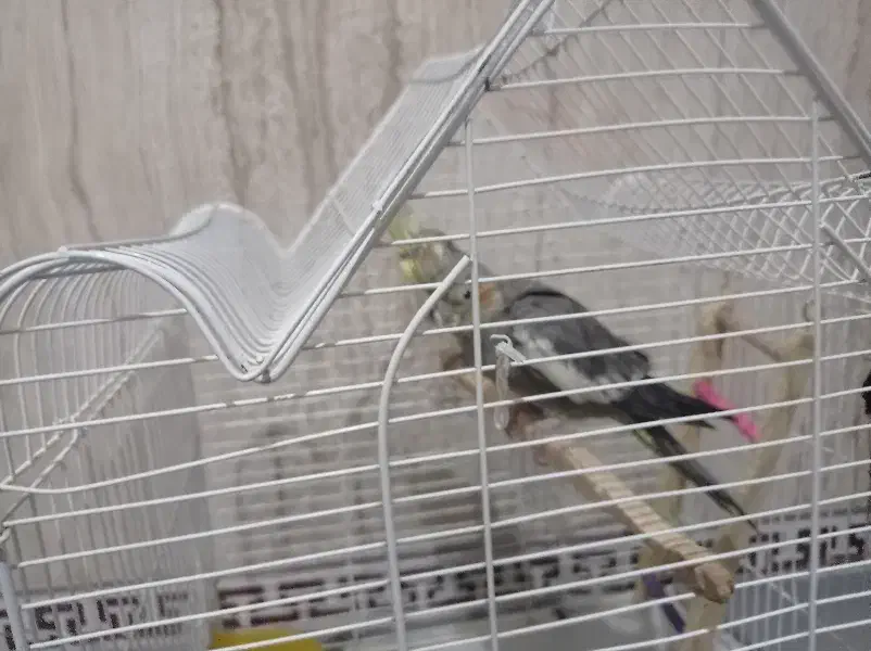 جفت عروس هلندی|پرنده|گلستان (تهران), |دیوار