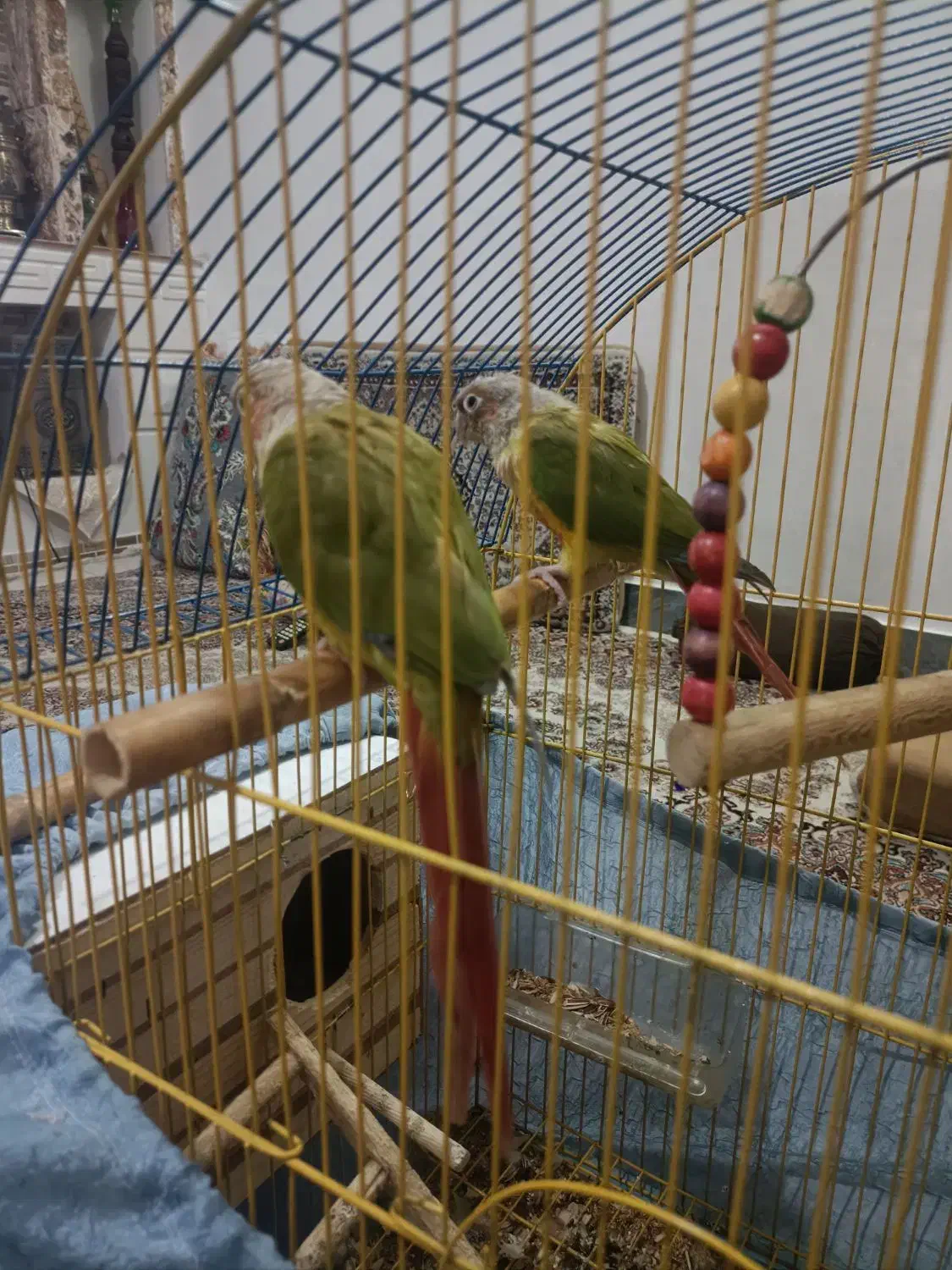 طوطی گرینجی|پرنده|پاکدشت, پاکدشت (مامازند)|دیوار