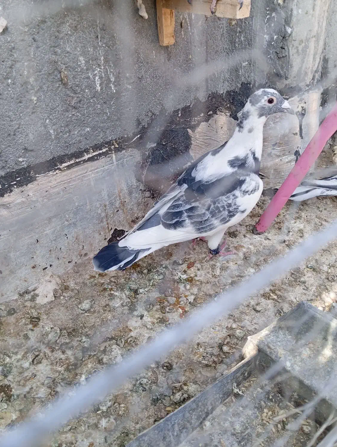 چهارتا کفتر همه نر|پرنده|مه ولات, |دیوار