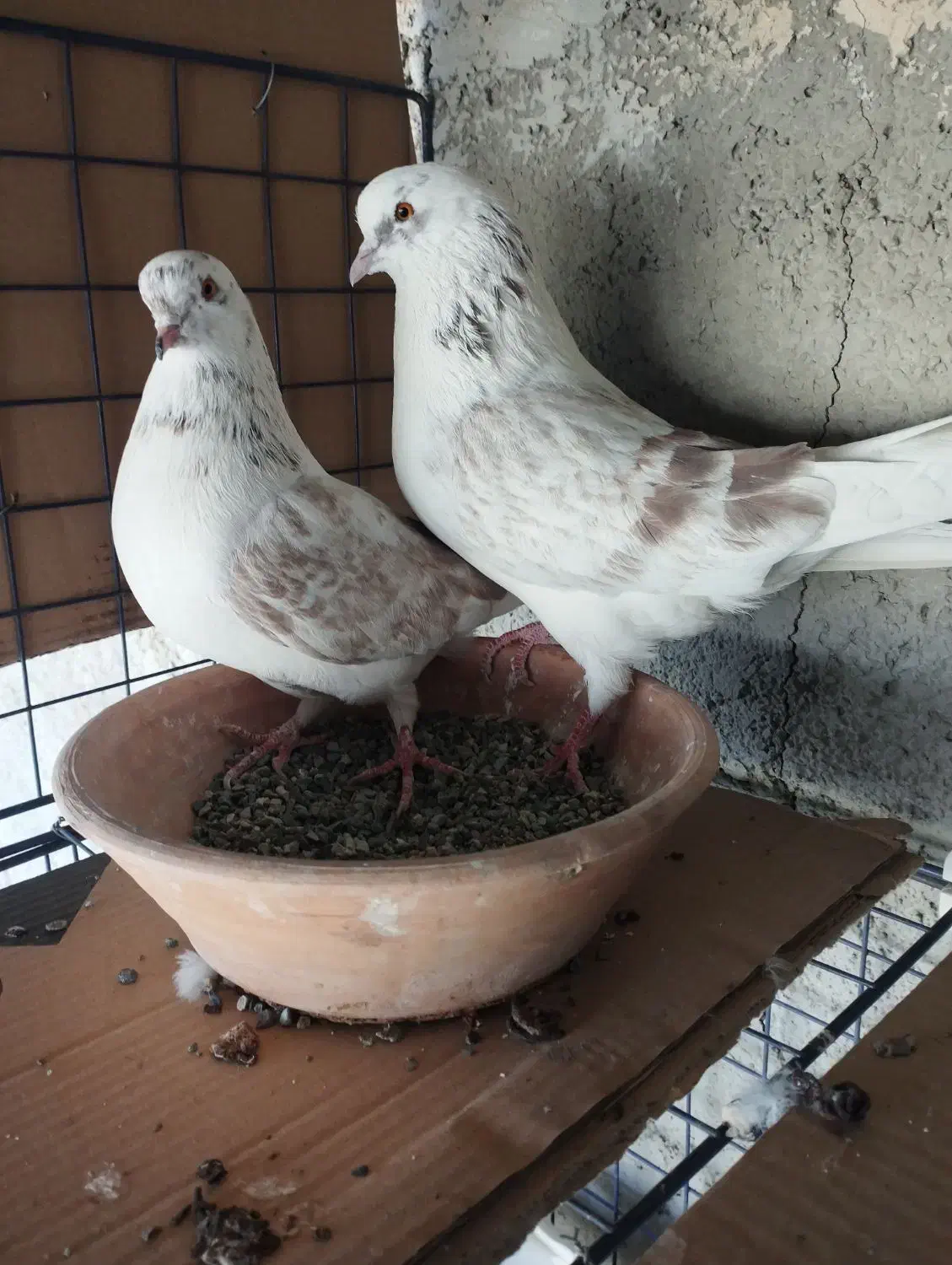 کبوتر|پرنده|شهر ری, شهید بهشتی|دیوار