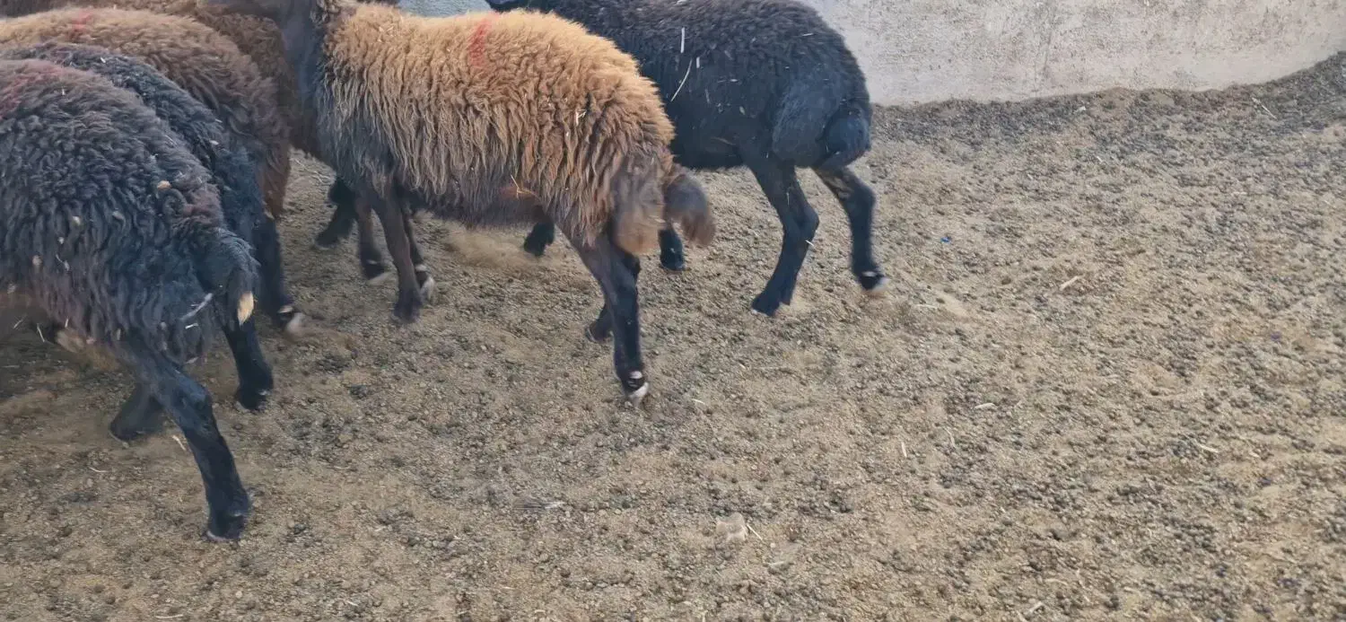 گوسفند هترو|حیوانات مزرعه|باغ حلی, |دیوار