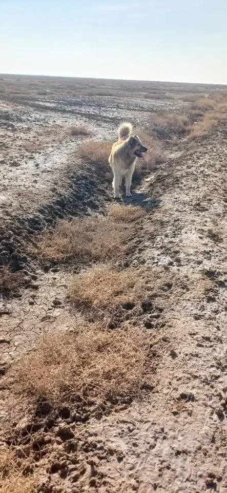 سگ سرابی|سگ|آذرشهر, |دیوار