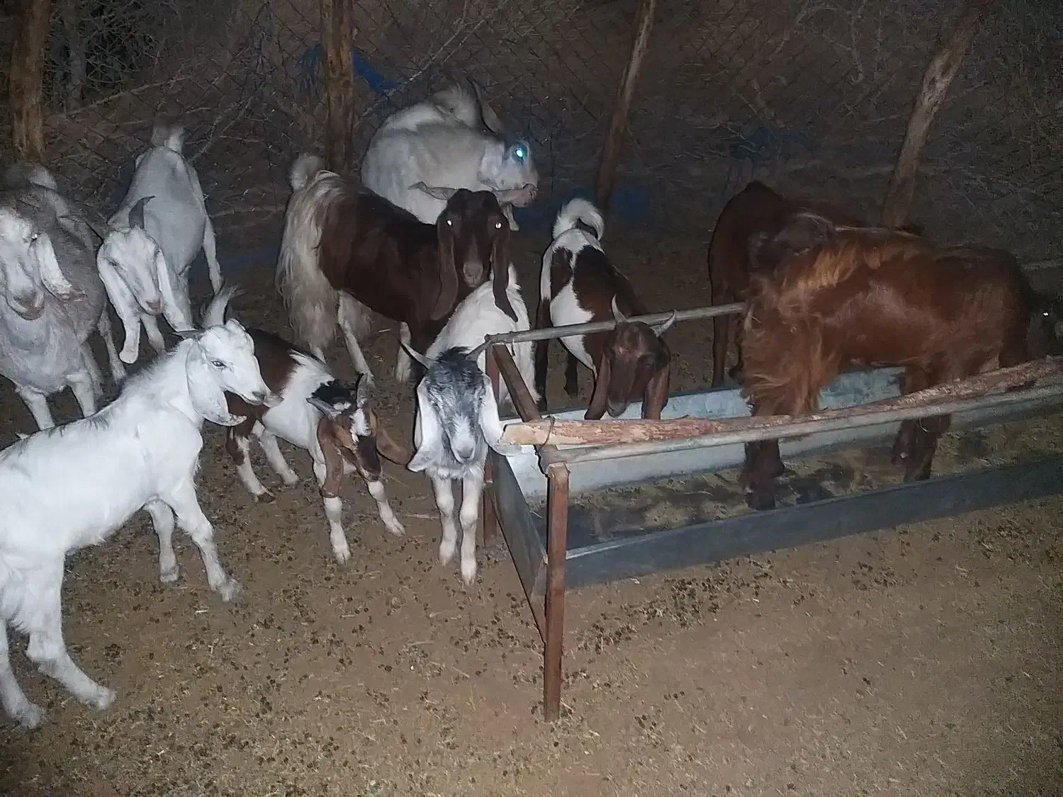 ۱۱بز و کهره پاکستانی بفروش میرسد|حیوانات مزرعه|جیرفت, |دیوار