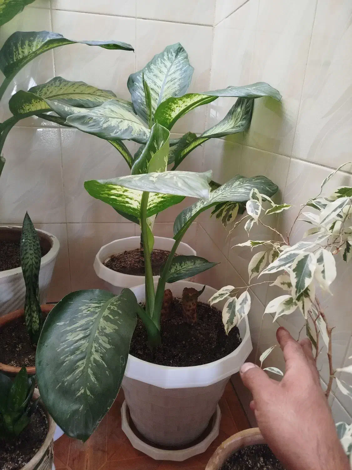 گل آپارتمانی|گل و گیاه طبیعی|درگزین, |دیوار