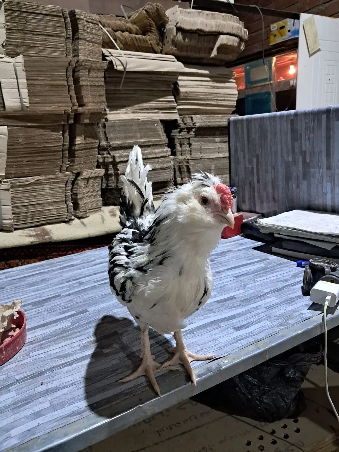 نیمچه گلین   ریشو چهل تاج|حیوانات مزرعه|اردبیل, |دیوار