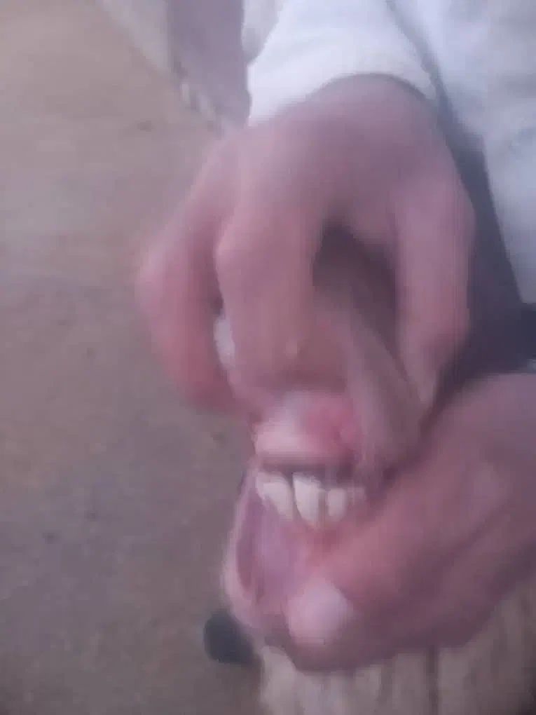 میش ابستن ..گوسفند مایه کرده|حیوانات مزرعه|رومشکان, |دیوار