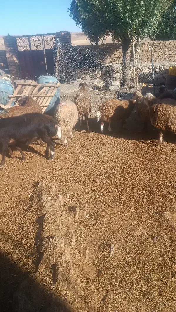 13 راس میش جوان درجه یک آبستن .گوسفند شیشک میش|حیوانات مزرعه|الیگودرز, |دیوار