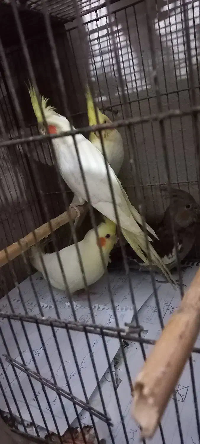 عروس هلندی سالم وزیبا|پرنده|آمل, |دیوار