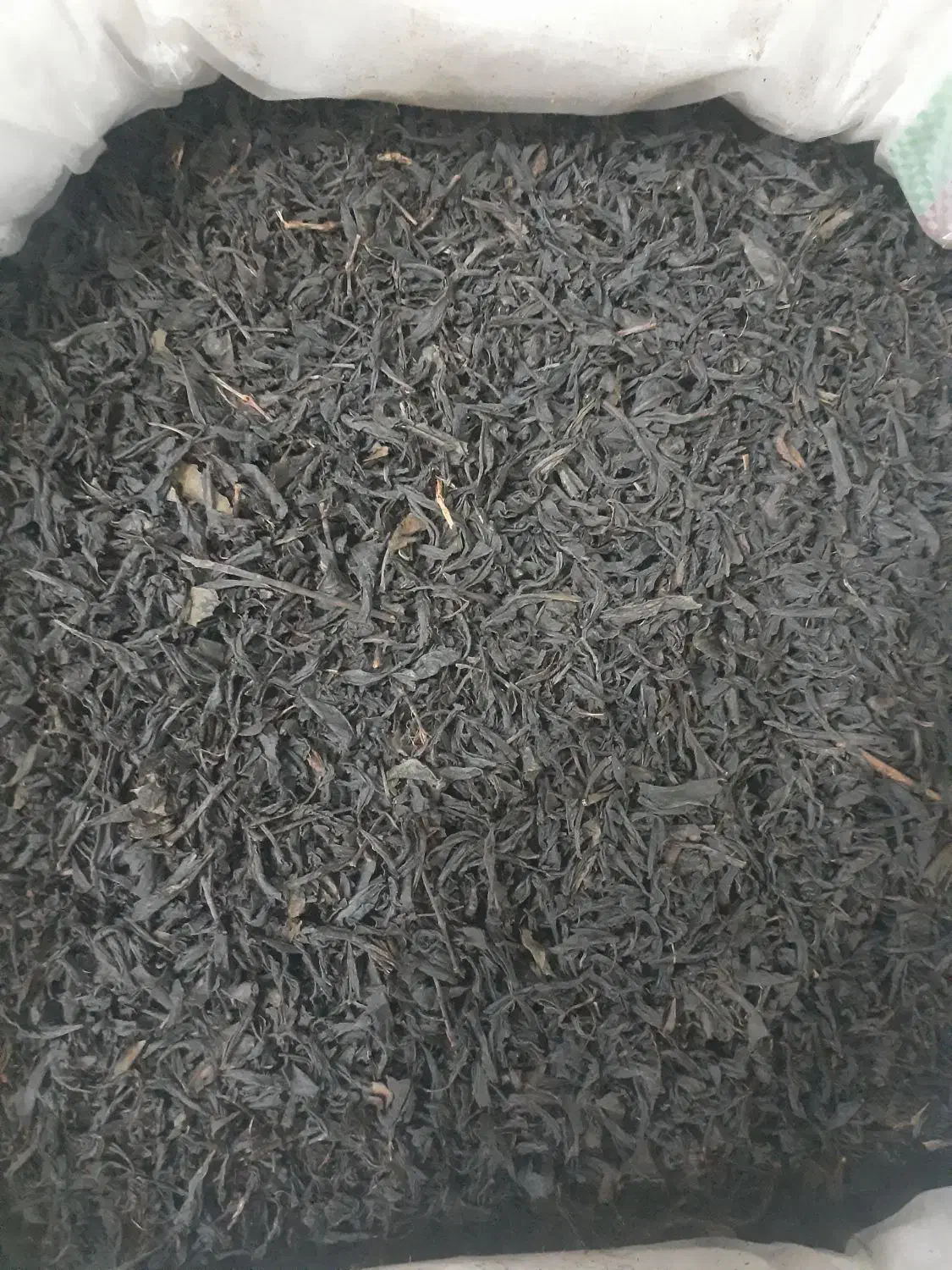 فروش چای خشک امساله|خوردنی و آشامیدنی|رشت, باهنر|دیوار