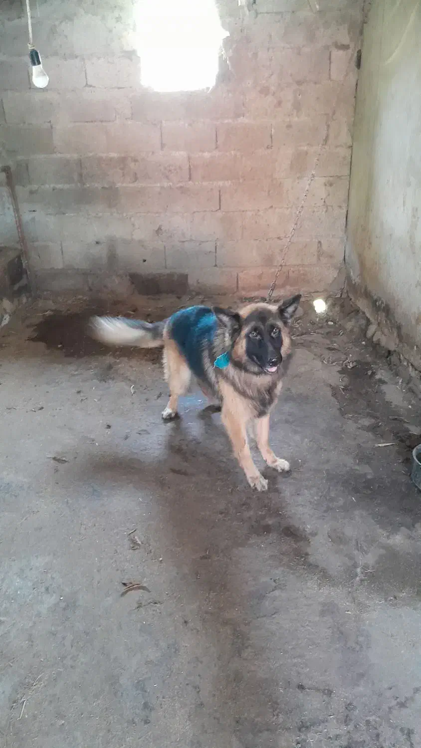 ژرمن  شپر نره  هست|سگ|رودبنه, |دیوار