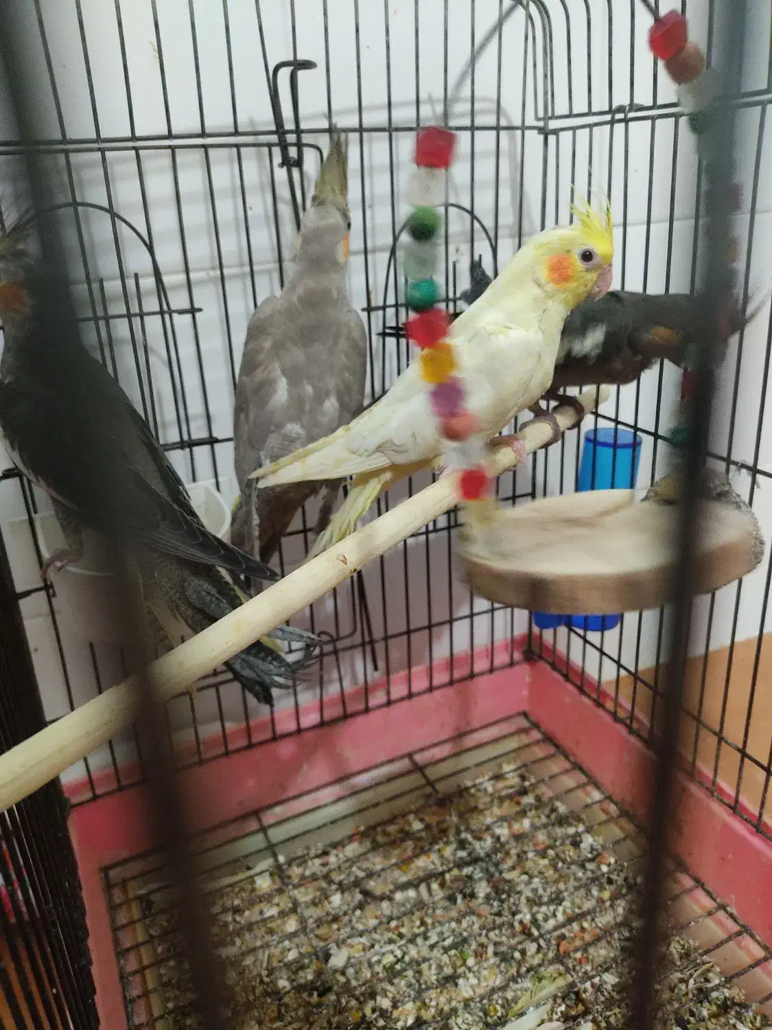 تعدادی عروس هلندی تازه دونخور رام|پرنده|ساری, |دیوار