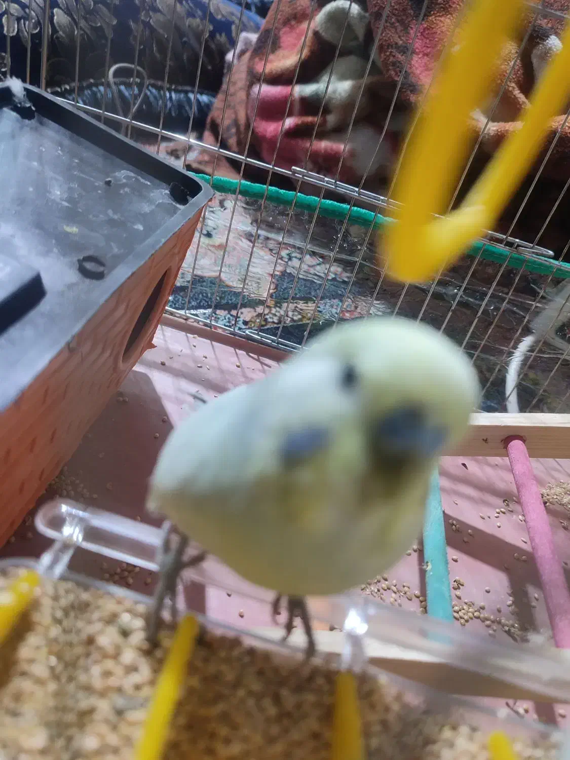 دو عدد مرغ عشق نر ماده|پرنده|جیرفت, |دیوار