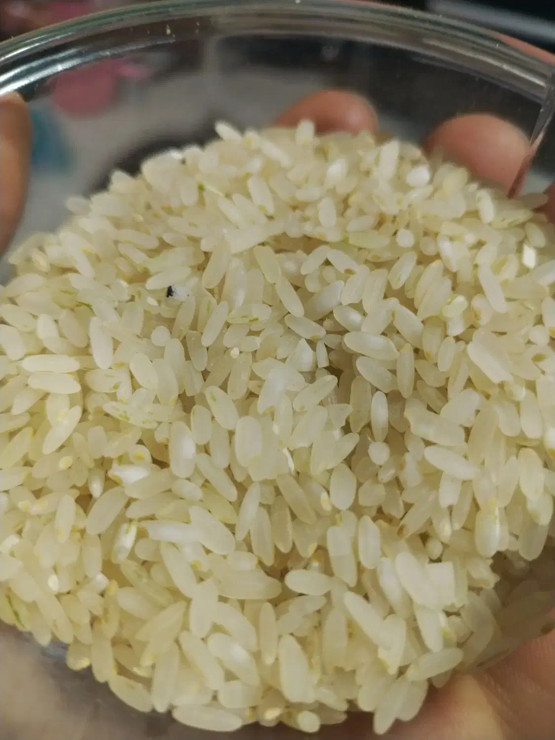 برنج کامفیروزی|خوردنی و آشامیدنی|صدرا-فارس, فاز ۱|دیوار