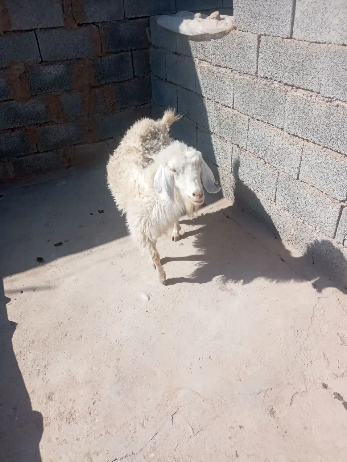 گوسفند بز|حیوانات مزرعه|کرمان, |دیوار