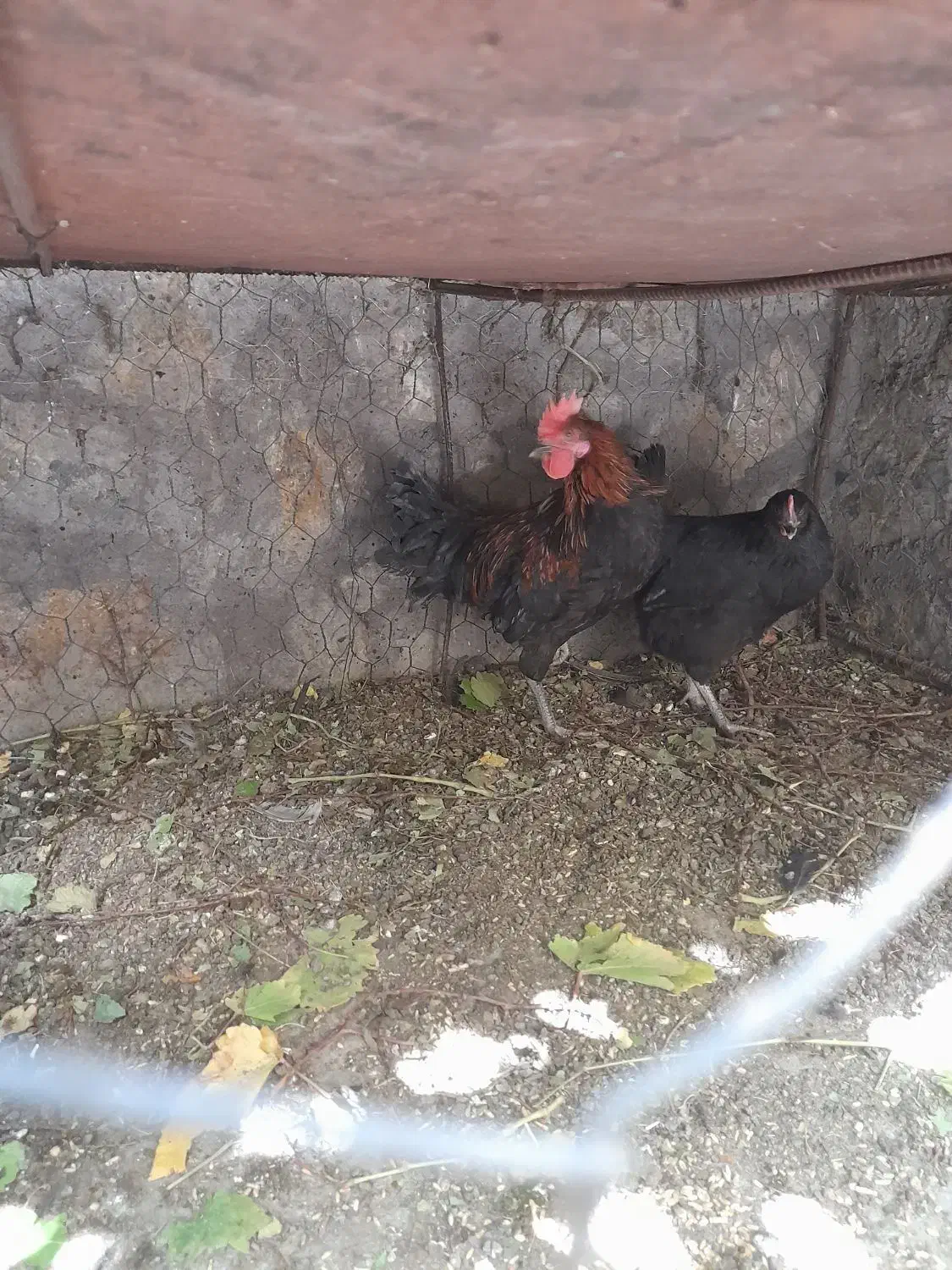 مرغ و خروس محلی دهبکری|حیوانات مزرعه|دهبکری, |دیوار