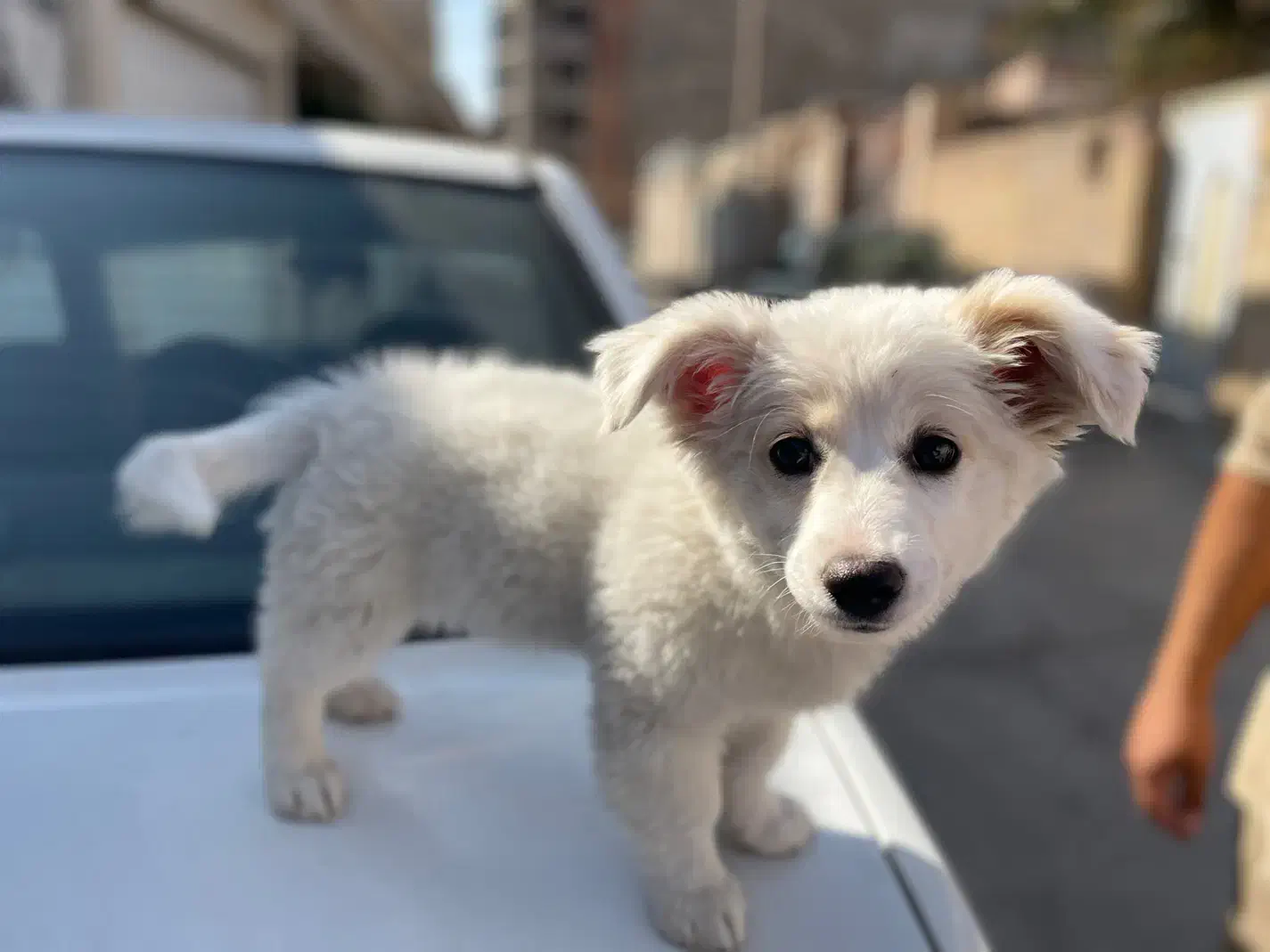 سگ پامر|سگ|کرمان, |دیوار