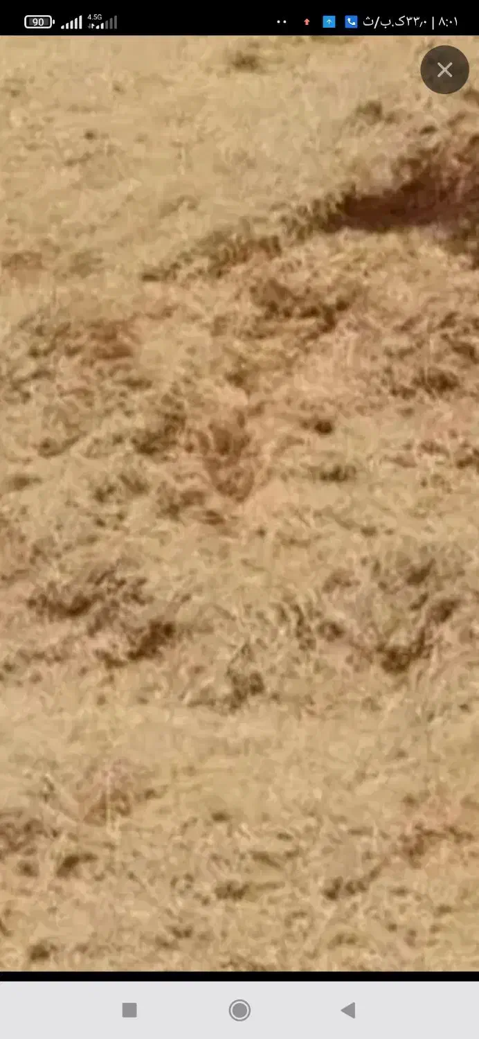 کاه گندم 1000من کسی خواست در خدمتم|حیوانات مزرعه|رودشت (چهارمحال و بختیاری), |دیوار