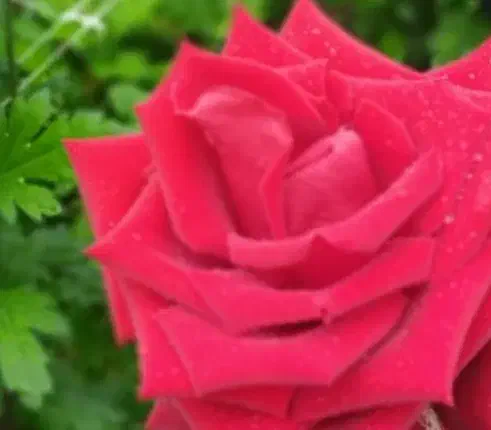 سرویس محلات|فعالیت داوطلبانه|خمین, |دیوار