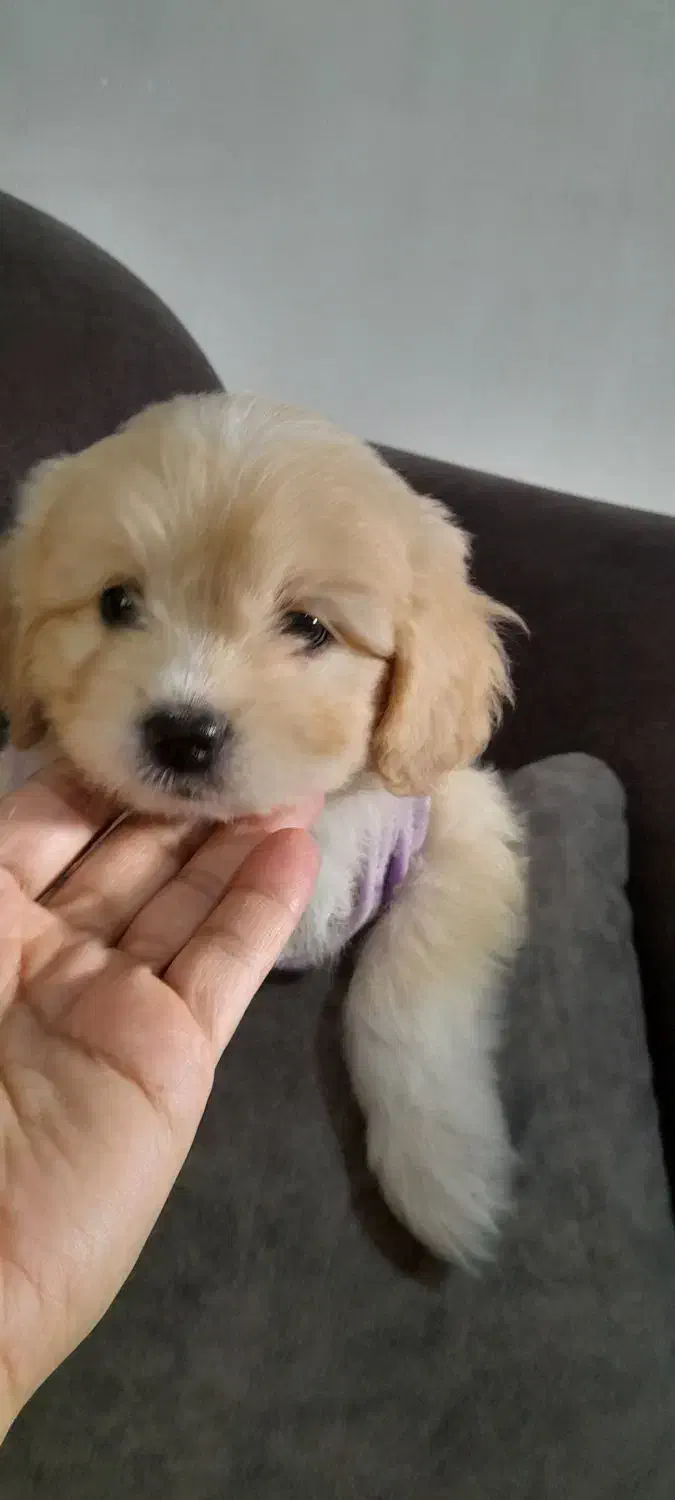 واگذاری توله های پامرین|سگ|فردیس, فردیس|دیوار