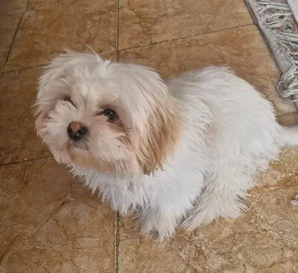 سگ مالتیپو|سگ|همدان, |دیوار