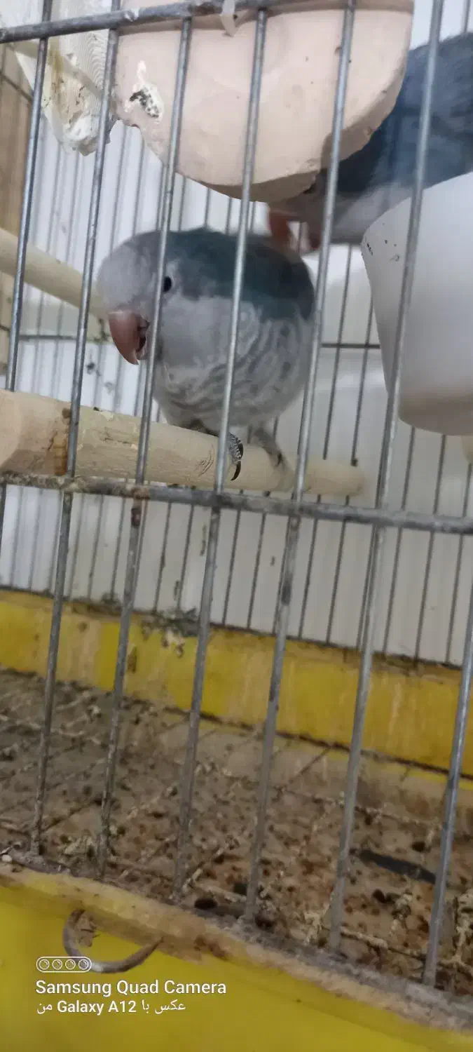 راهب مولد ابی|پرنده|تبریز, |دیوار