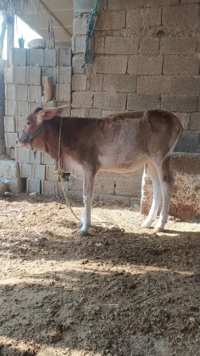 شنگل پاکستانی|حیوانات مزرعه|آبپخش, |دیوار