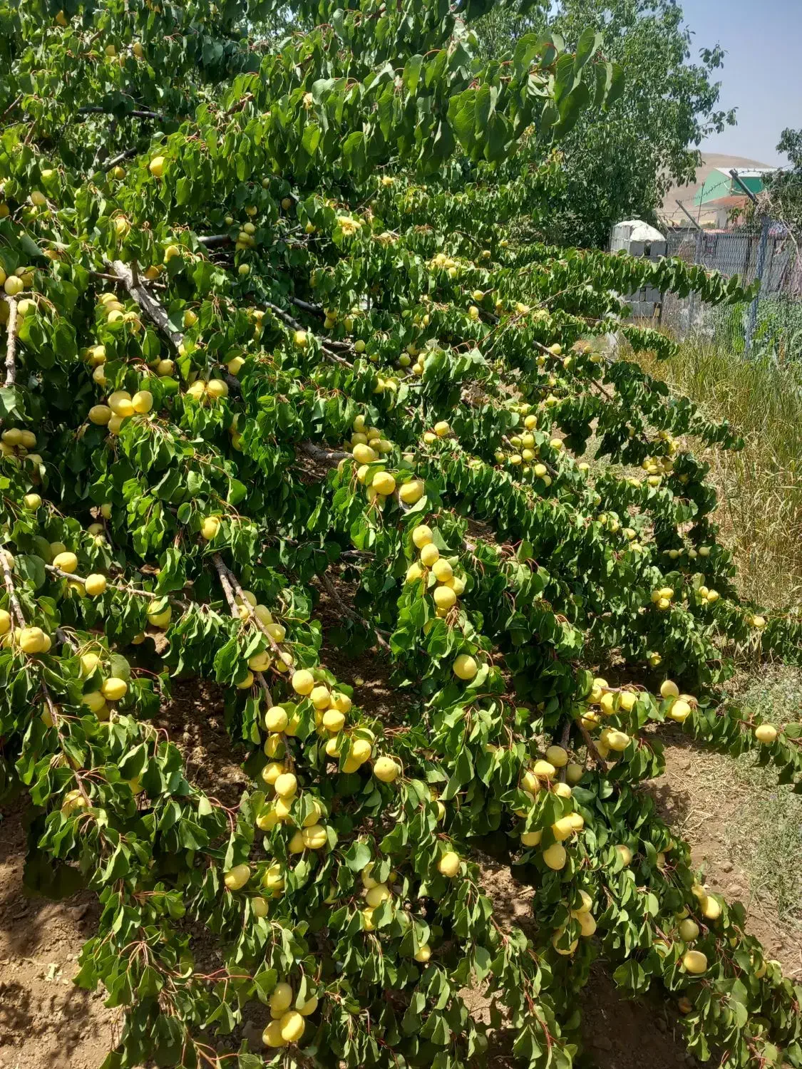 باغ گردو|فروش زمین و ملک کلنگی|شازند, |دیوار