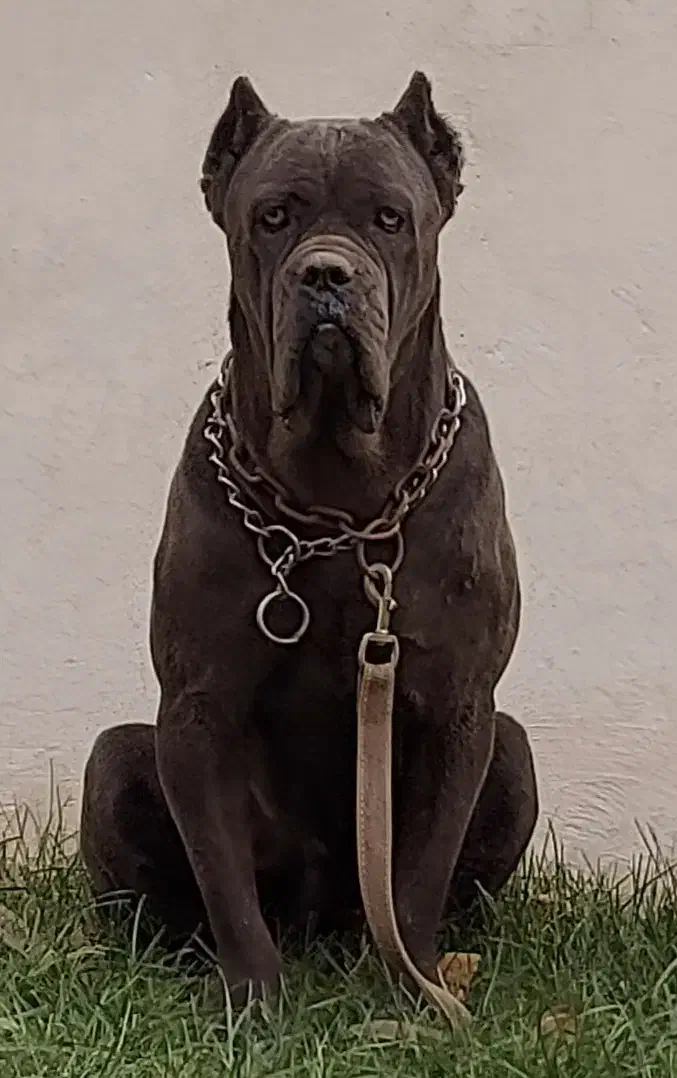 کنکورسو ماده|سگ|چهارباغ, |دیوار