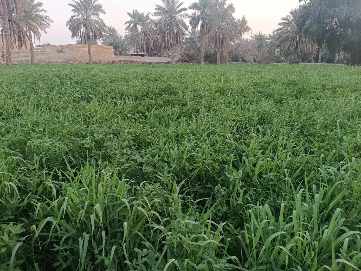 علف شبدر|لوازم جانبی حیوانات|سوسنگرد, |دیوار