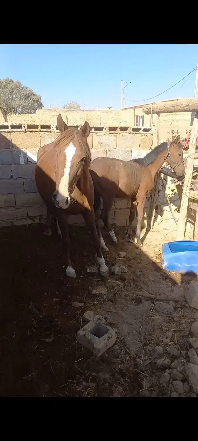 مادیان با کره|اسب و تجهیزات اسبسواری|کبودرآهنگ, |دیوار