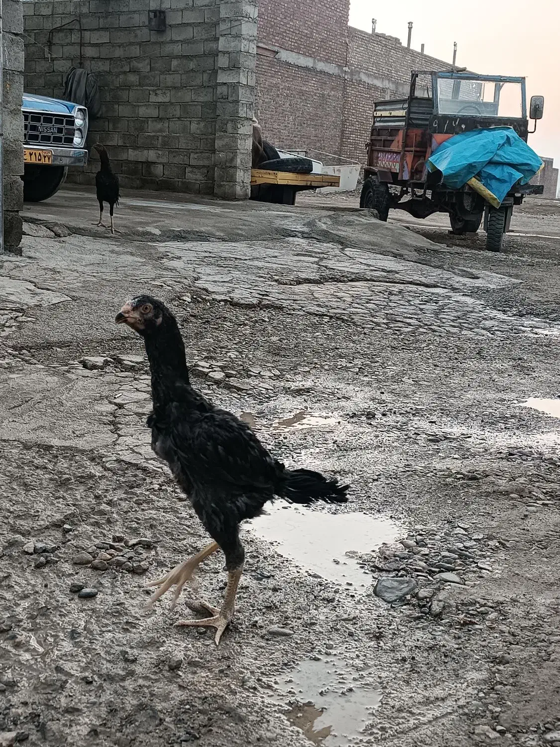 لاری جوجه خروس|حیوانات مزرعه|بوکان, |دیوار