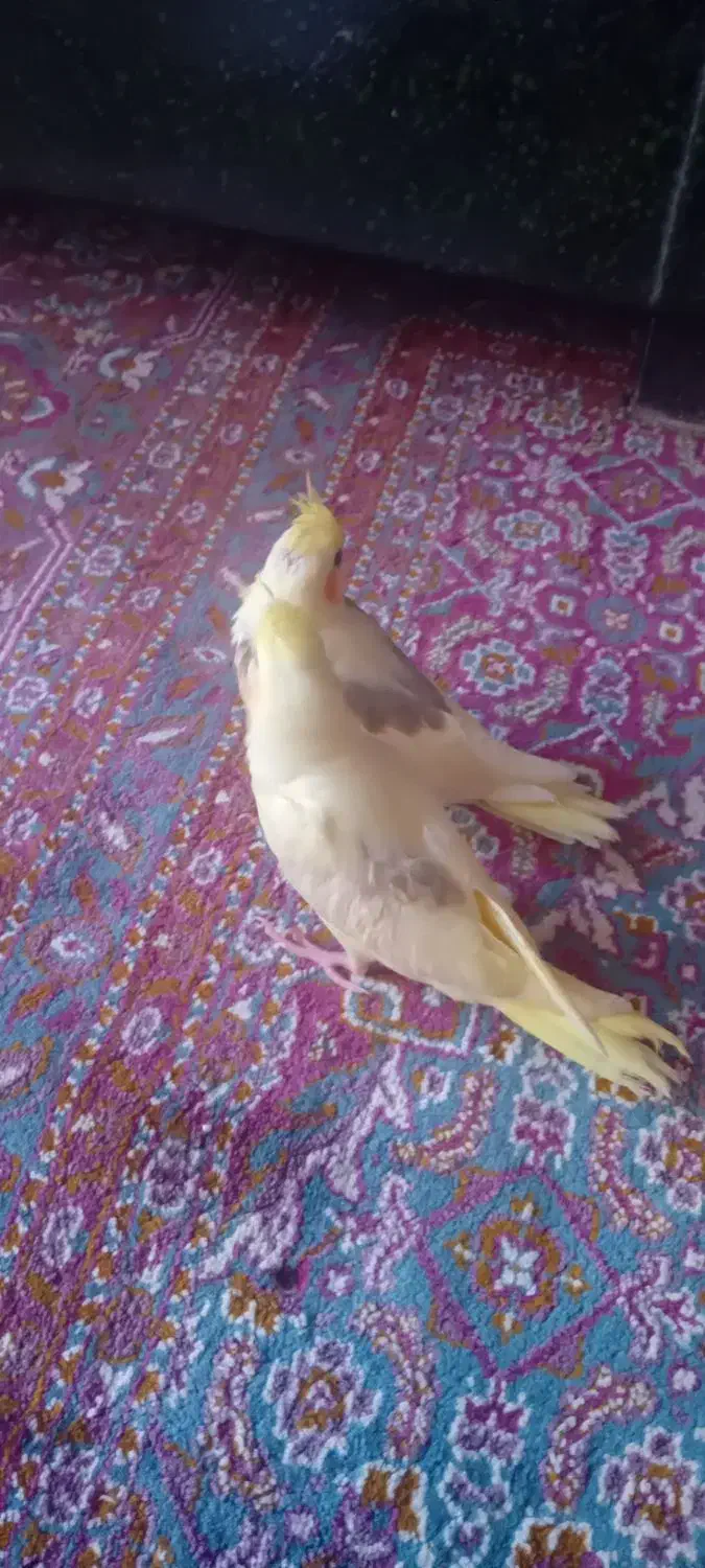 فروش دوعدد جوجه عروس هلندی دوکت وتک خال|پرنده|شاهین دژ, |دیوار