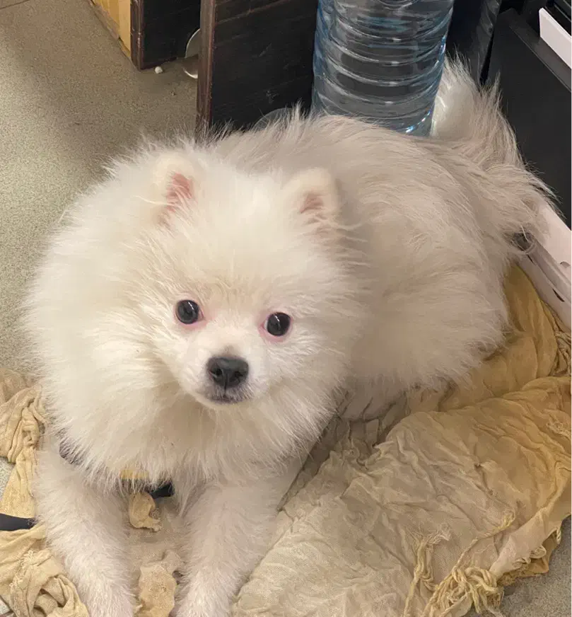 سگ پامر سفید ۶ ماهه|سگ|سبزوار, قائم|دیوار