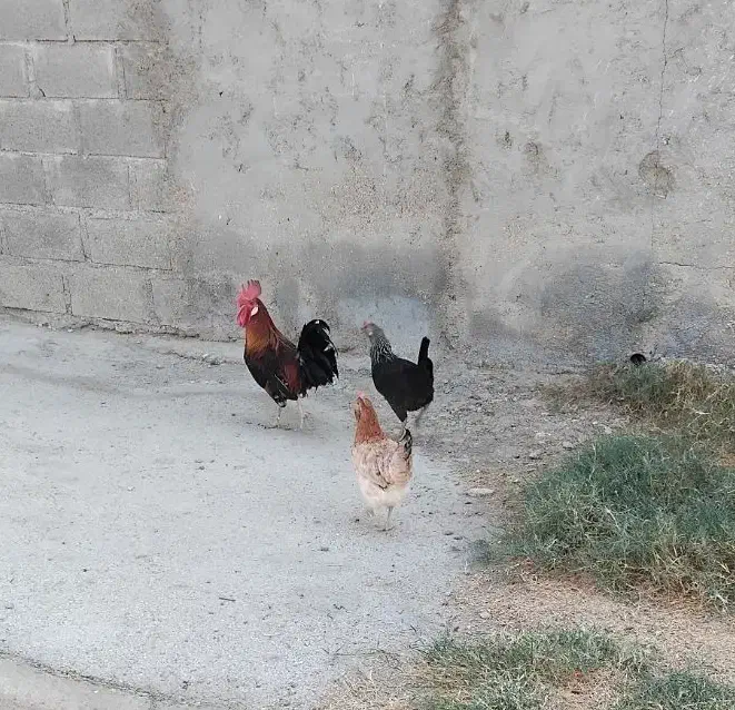 فروش مرغ و خروس محلی|حیوانات مزرعه|بندر دیر, |دیوار