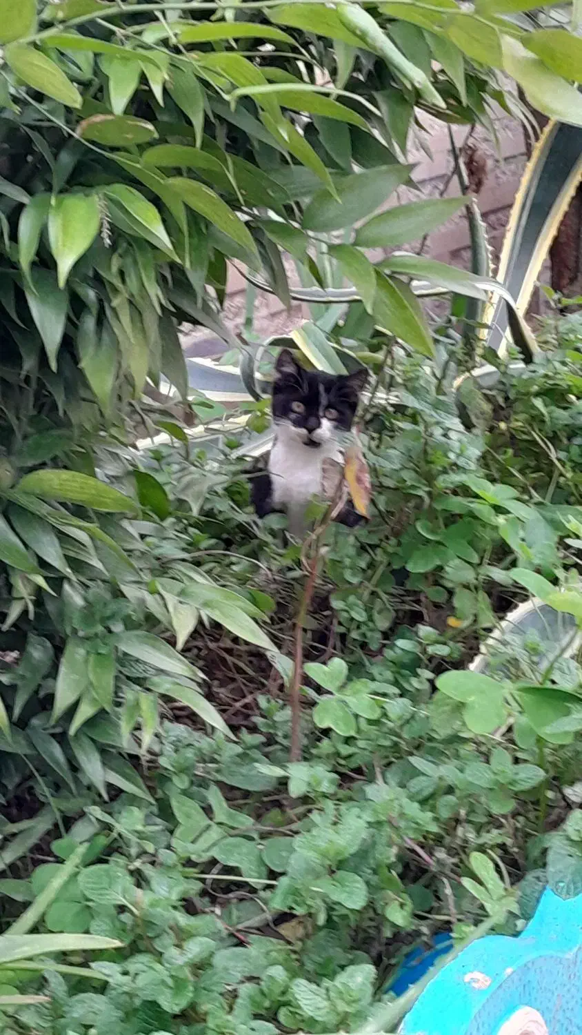 گربه|حیوانات|رودسر, |دیوار