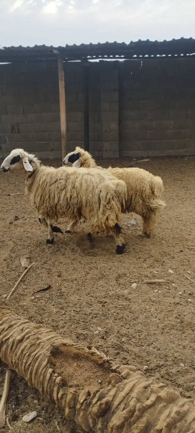 فروش دوعددگوسفند|حیوانات مزرعه|بندر دیر, |دیوار
