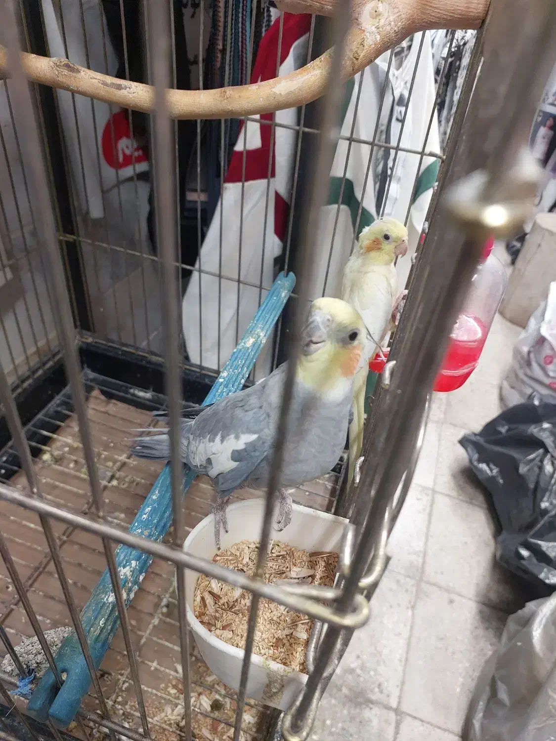 جفت عروس هلندی|پرنده|ری, شهادت|دیوار