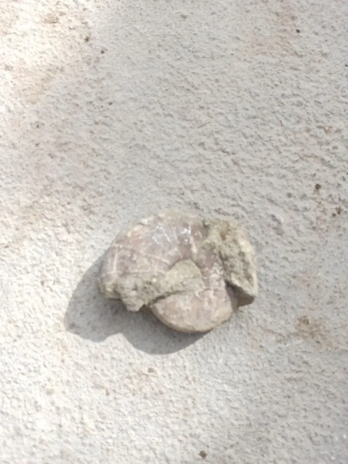 فسیل|کلکسیون اشیاء عتیقه|مرودشت, تامین اجتماعی|دیوار