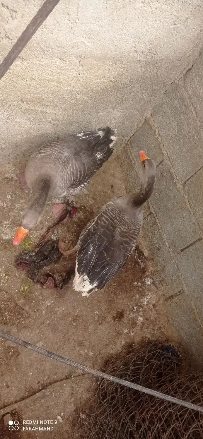 غاز نر وماده|حیوانات مزرعه|کوه چنار, |دیوار