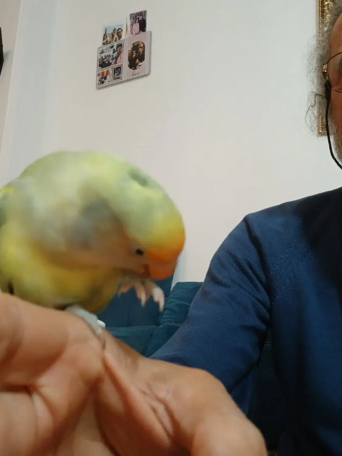 طوطی نگو بلا بگو با قفسم میدم|پرنده|ساری, |دیوار