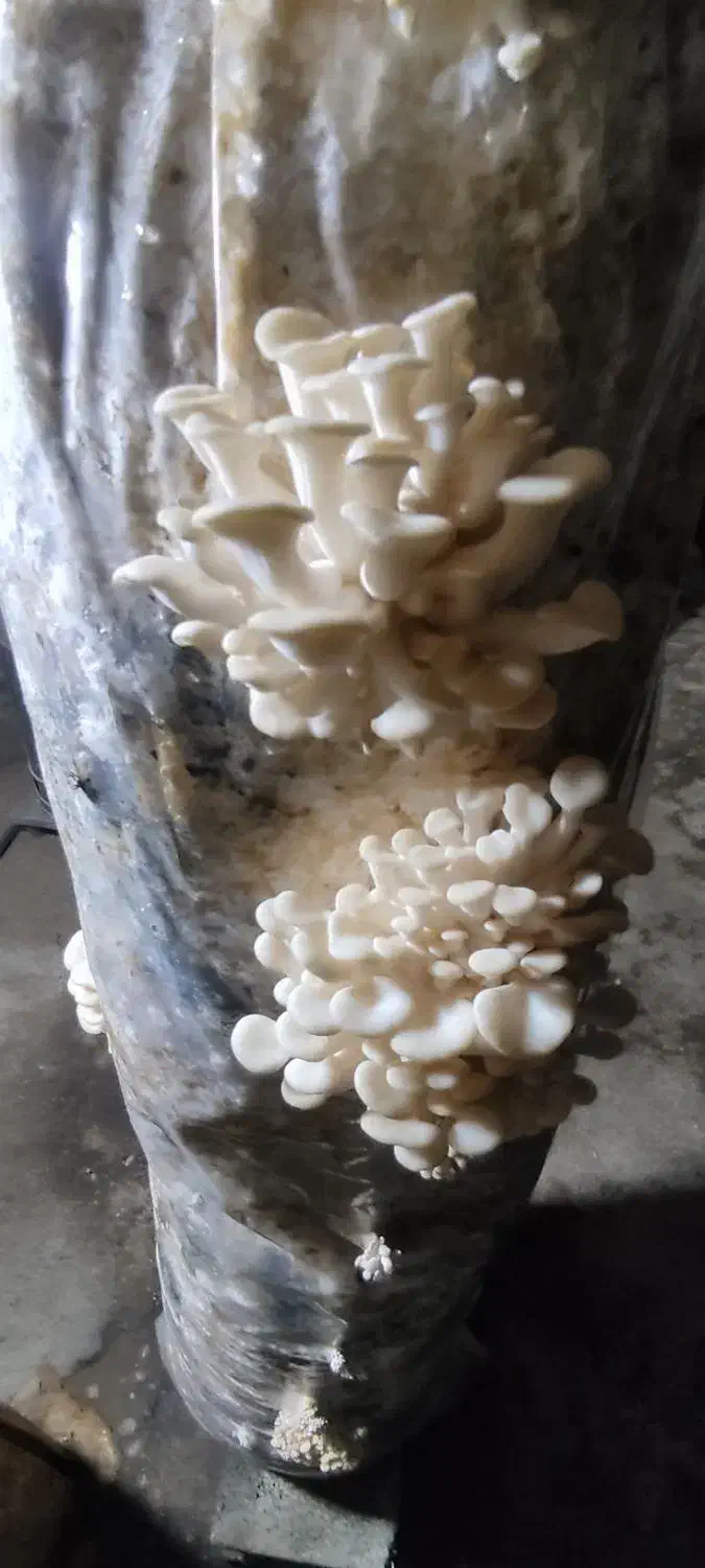 قارچ صدفی|خدمات پذیرایی، مراسم|اشنویه, |دیوار