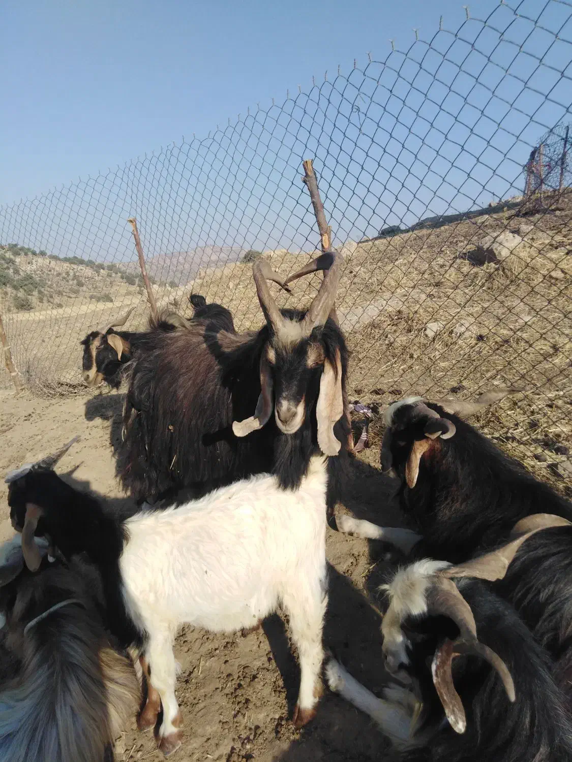 ساورین|حیوانات مزرعه|مهران (ایلام), |دیوار