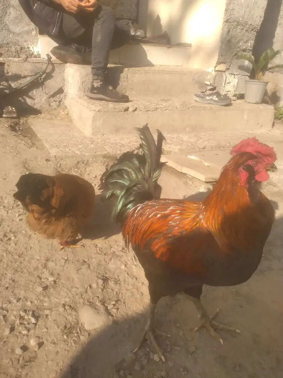 خروس چهل تاج سالم|حیوانات مزرعه|نوشهر, |دیوار