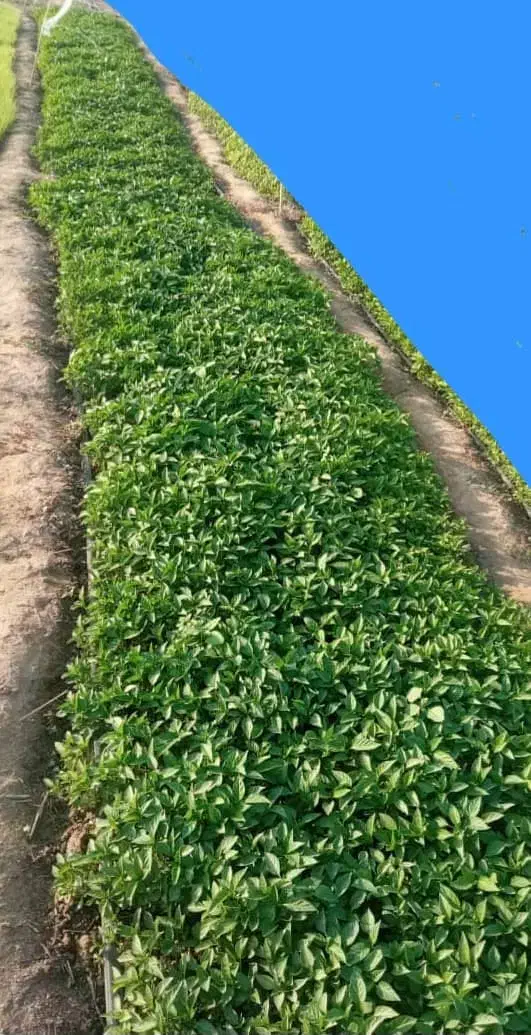 نشا فلفل|خدمات باغبانی و درختکاری|میناب, |دیوار