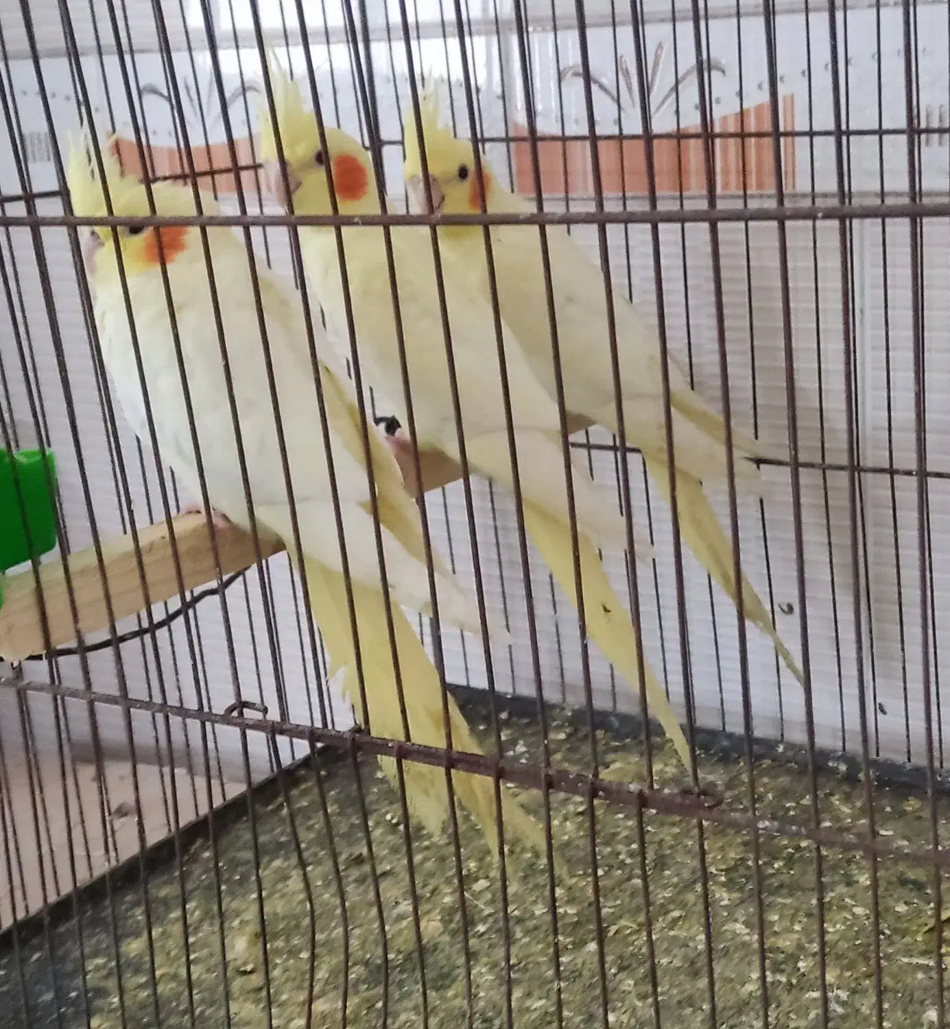 طوطی عروس مولد|پرنده|قائمشهر, |دیوار