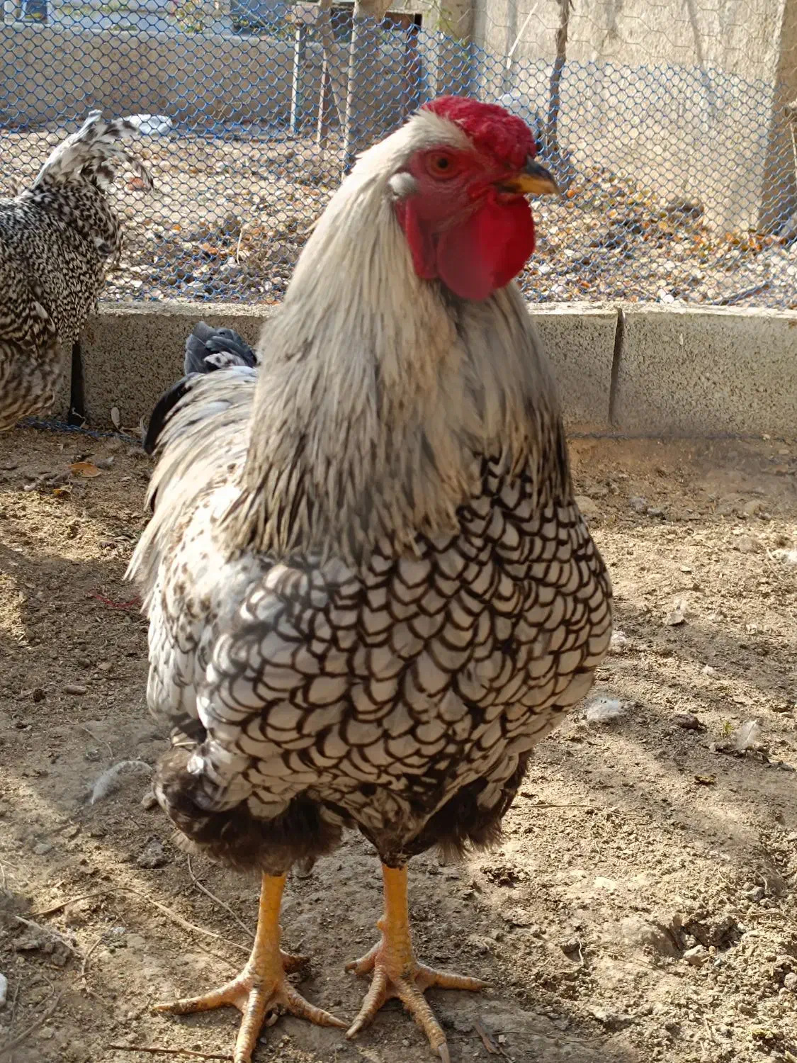 خروس ویاندوت|حیوانات مزرعه|کرج, حیدرآباد|دیوار