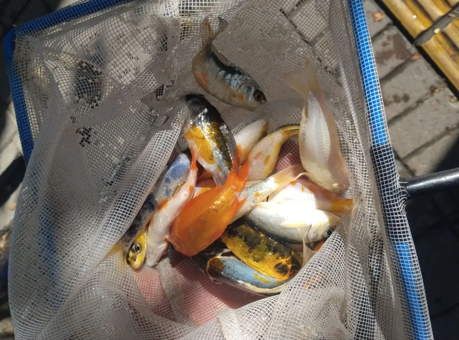 کوی و گیاه|ماهی|مشهد, سعد آباد|دیوار